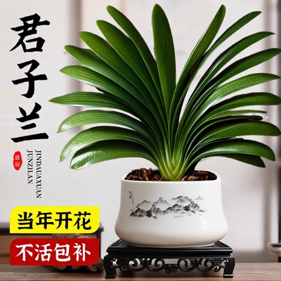 大盆君子兰盆栽30天养死包赔