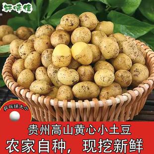 正宗恩施富硒小土豆农家自种新鲜蔬菜黄心迷你当季 洋芋马铃薯现挖