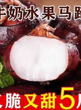 广西特产新鲜马蹄爆汁脆甜正宗荸荠鲜嫩爽口粉糯香甜地栗梨饽荠