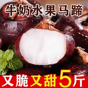 广西特产新鲜马蹄爆汁脆甜正宗荸荠鲜嫩爽口粉糯香甜地栗梨饽荠