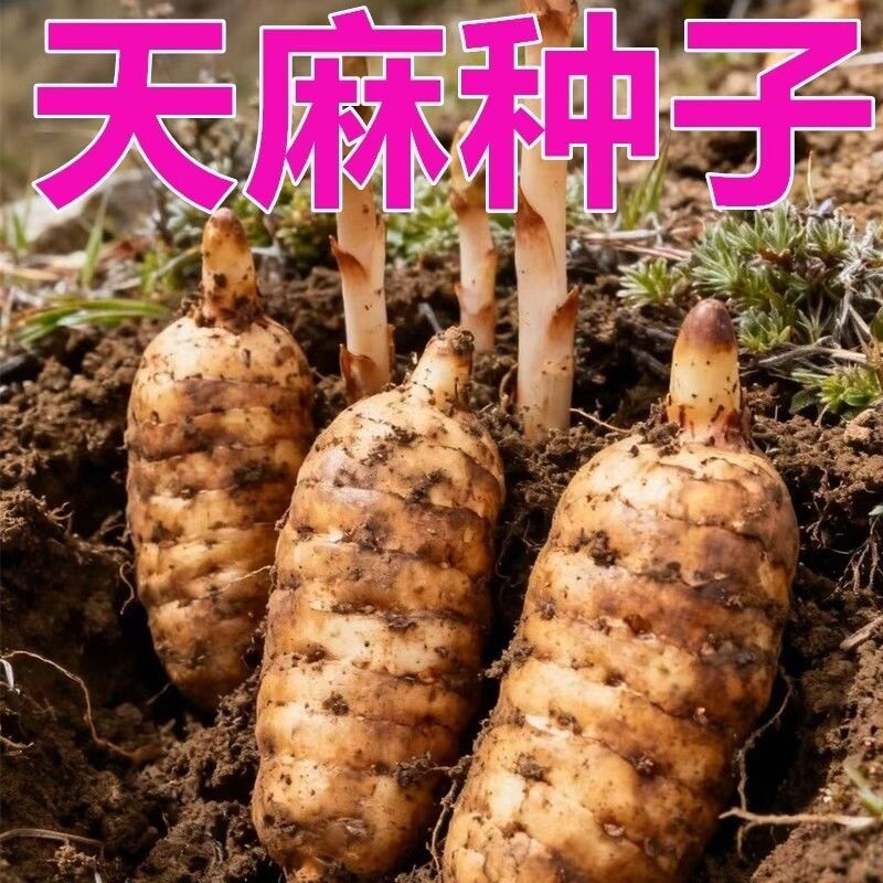 天麻种子好种植秋冬种植高产蔬菜种子高发芽率种植-WZN图片