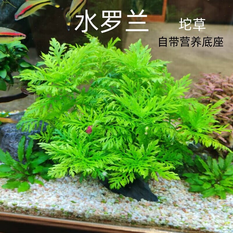 养鱼缸里的水草水罗兰坨草大坨植物鱼缸造景阴性增氧净水中后景草