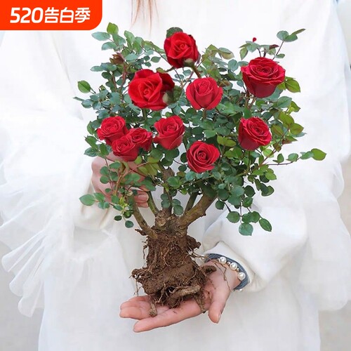 玫瑰桩苗四季开花浓香型玫瑰花苗盆栽地栽月季老桩苗庭院紫罗兰