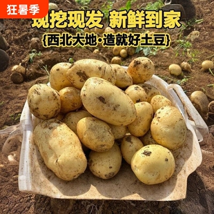 苹果优选甘肃定西土豆新鲜现挖黄皮黄心沙面蔬菜农家自种粉糯洋芋