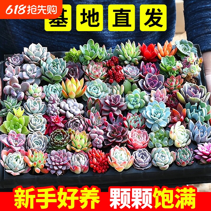 多肉植物组合精品套餐带土阳台室内花卉小盆栽懒人绿植室内盆栽
