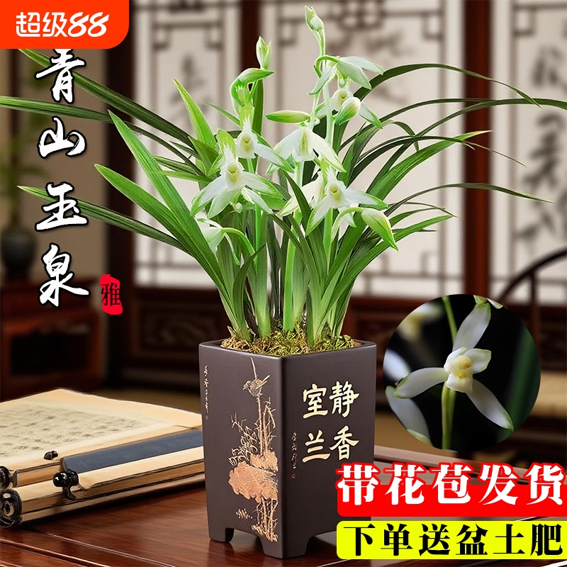 素心建兰带花苞青山玉泉四季兰花苗室内耐阴好养绿植浓香花卉盆栽