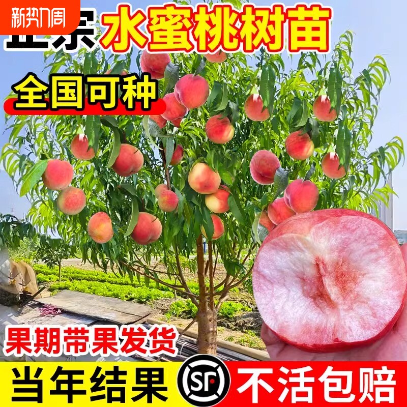 水蜜桃树苗嫁接黄桃树苖树当年结果南方北方种植树苗桃树果苗活苗