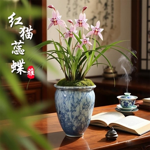 名贵建兰红猫蕊蝶四季兰花苗室内浓香花卉带盆栽好绿植物品种名品