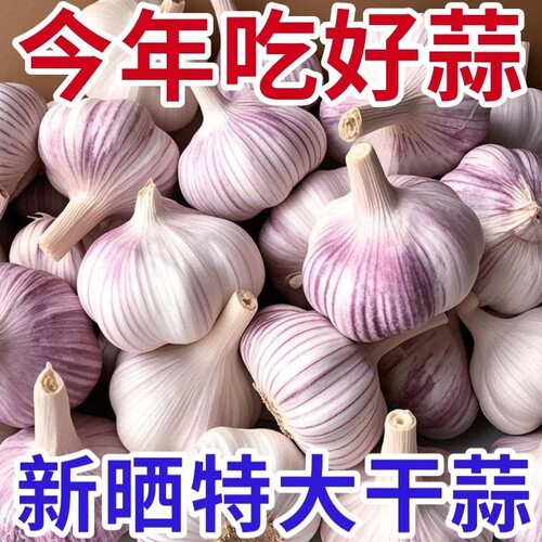 金乡大蒜农家大蒜头干蒜紫白皮新干蒜种籽新鲜蔬菜农家新大蒜头