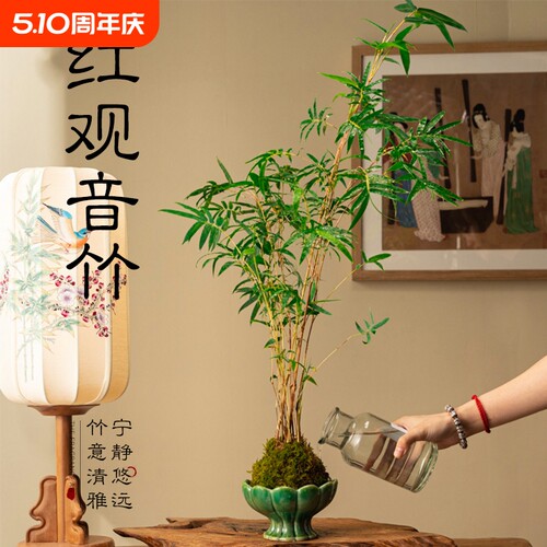 苔藓球观音竹竹子盆栽植物景观凤尾竹红米竹水培盆景客厅桌面观赏