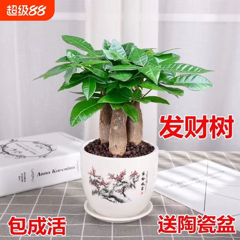 发财树室内小盆栽绿植花卉水培植物绿萝文竹办公室桌面客厅甲醛