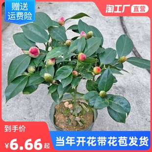 香妃山茶花盆栽带花苞五色赤丹花卉植物室内好养茶花树苗四季 开花