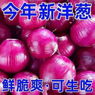 现挖紫皮洋葱新鲜圆葱扁圆葱头红皮特产农家蔬菜甜种植源头爽口