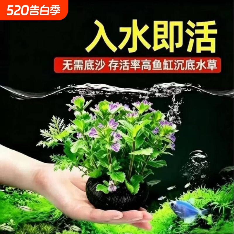 紫线莲坨草鱼缸造景水草植物绿植阴性后景淡水新手懒人好养活增氧