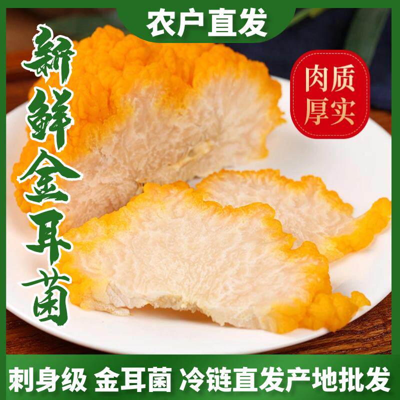 金耳新鲜菌菇黄耳菌菌云南特产野生食用菌菌美味刺身营养