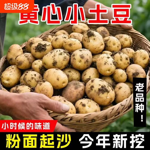 恩施富硒小土豆新鲜现挖