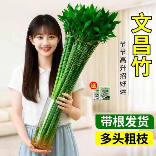 文昌竹龙竹富贵竹客厅水培植物室内好养带根转运竹办公室桌面绿植