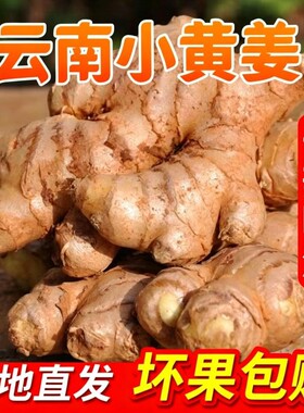 正宗小黄姜嫩姜仔新鲜生姜