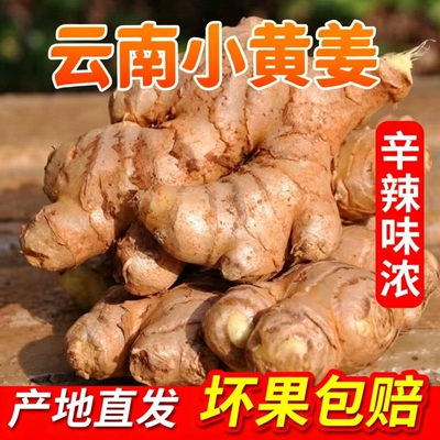 正宗小黄姜嫩姜仔新鲜生姜