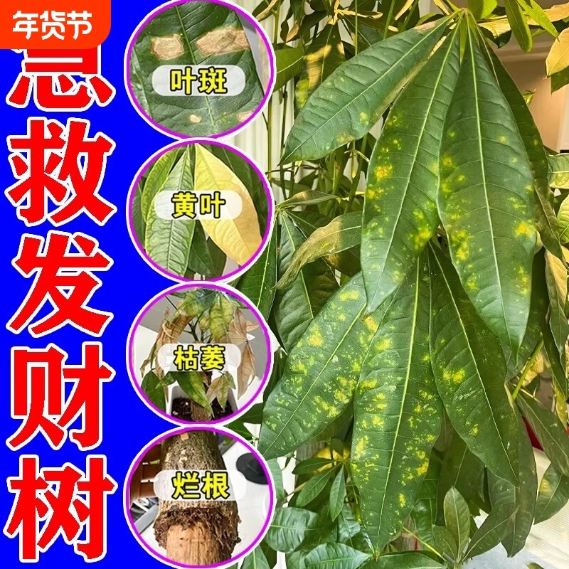 发财树叶斑病专用药叶子发黄掉叶烂根白斑发财树专用营养液通用肥,鲜花速递/花卉仿真/绿植园艺,家庭园艺肥料,淘宝优惠券,粉丝福利购,淘宝优惠卷