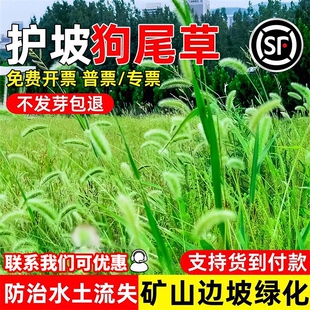 狗尾巴草种子野草杂草矿山复绿荒地绿化草种四季青耐盐耐碱草种籽