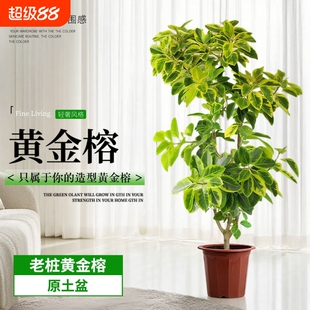 网红高档老桩黄金榕花叶榕橡皮树懒人大型绿植盆栽室内客厅吸甲醛