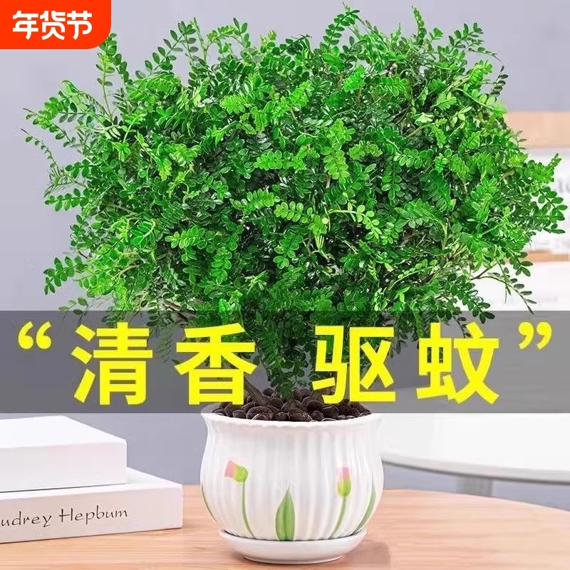 正宗清香胡椒木盆栽花卉驱蚊草植物树苗老桩盆景九里香绿植办公桌,鲜花速递/花卉仿真/绿植园艺,绿植,淘宝优惠券,粉丝福利购,淘宝优惠卷