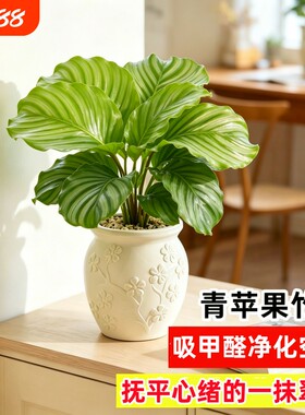 青苹果竹芋盆栽绿植花卉吸除甲醛