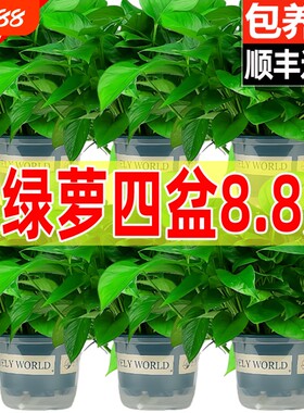绿萝绿箩盆栽室内水培长藤垂吊大叶新房家用植物花卉绿植吸除甲醛