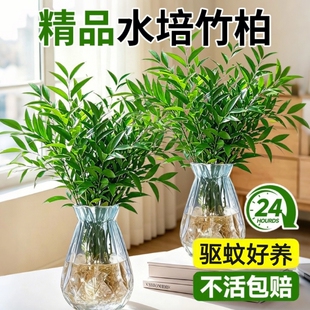 大颗驱蚊竹柏竹子水培绿植物办公室盆景栽驱蚊草神器花卉室内好养