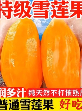 天山雪莲果新鲜水果当季云南红心雪连果当季水果应季黄心精品批发