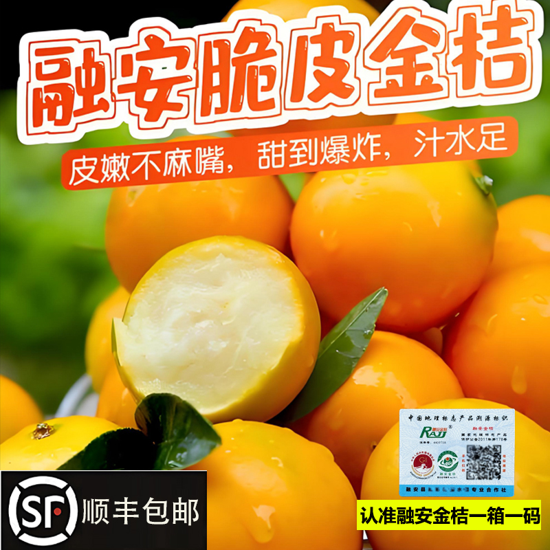 顺丰发货广西融安脆蜜金桔5斤新鲜当季水果孕妇果小金桔鲜果