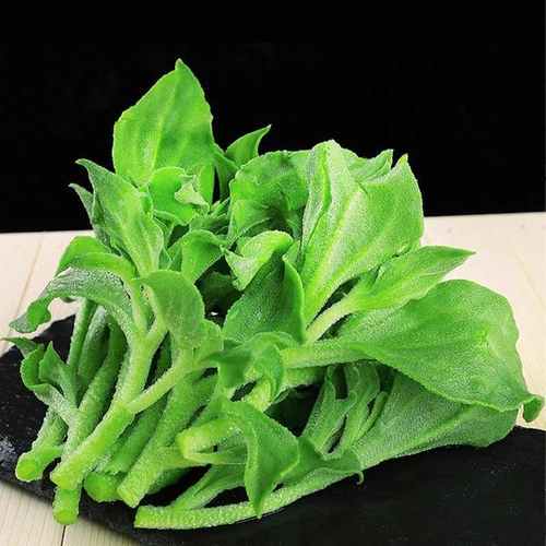 新鲜冰草现摘冰菜非洲花冰叶火锅即食生吃沙拉菜凉拌蔬菜多规格