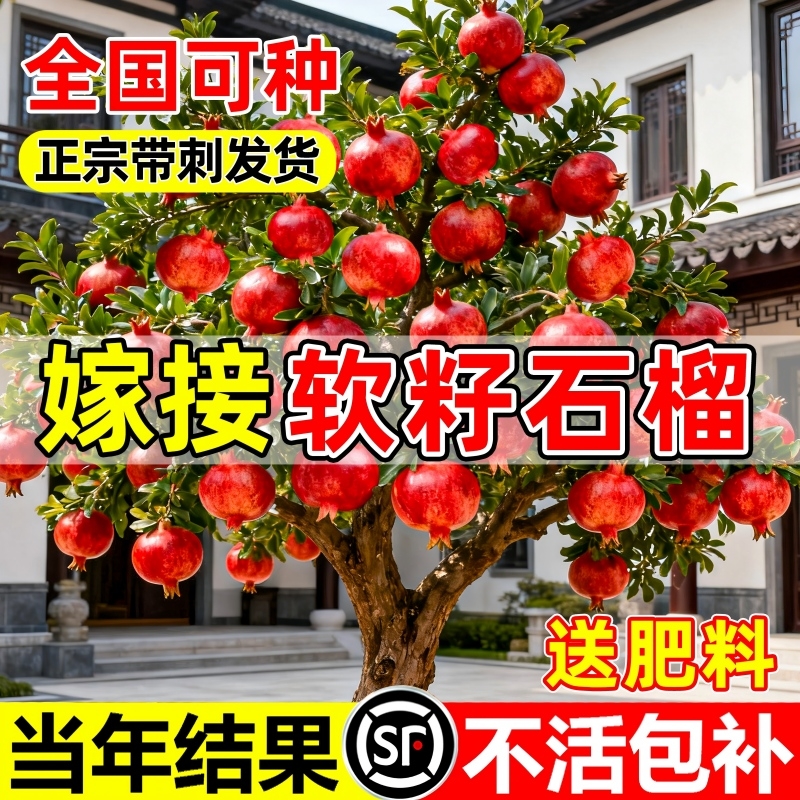 石榴树树苗突尼斯软籽无籽