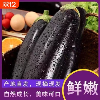 【优质】 紫皮茄子新鲜农家自种长茄子长茄当季蔬菜烧烤多地发货
