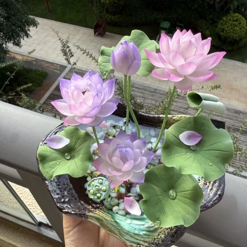 碗莲水培植物四季开花卉好养睡莲种子荷花种籽盆栽室内阳台种子