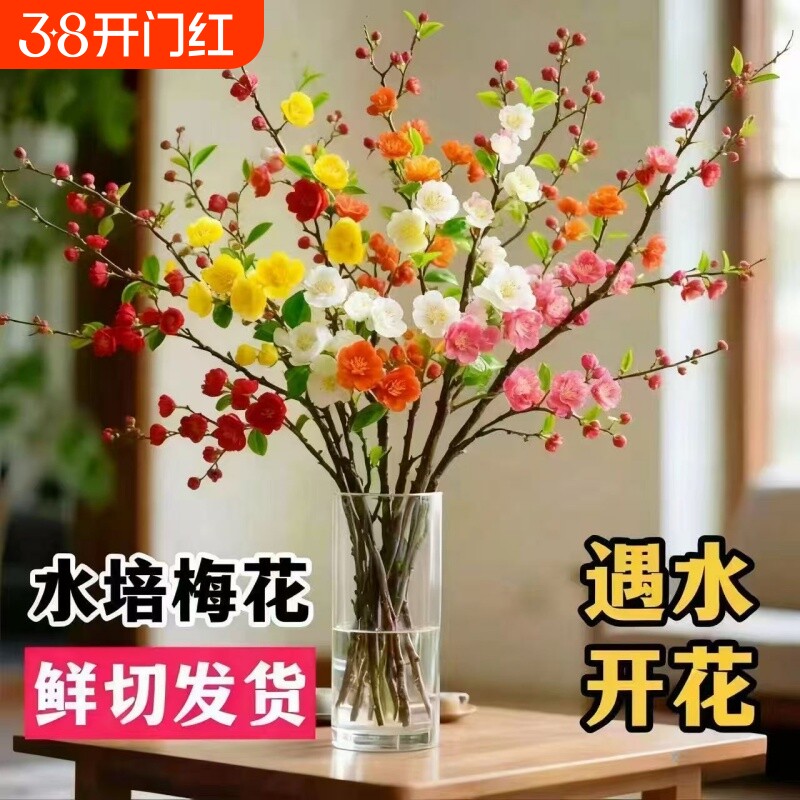 【水培梅花】新款开花浓香型鲜切干枝带花苞室内耐寒花卉绿植年宵