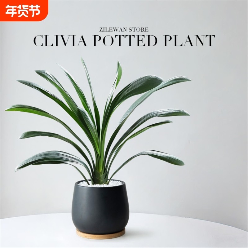 君子兰盆栽办公室桌面绿植苗多肉花卉带花苞植物客厅室内四季好养,鲜花速递/花卉仿真/绿植园艺,时令草本花卉,淘宝优惠券,粉丝福利购,淘宝优惠卷