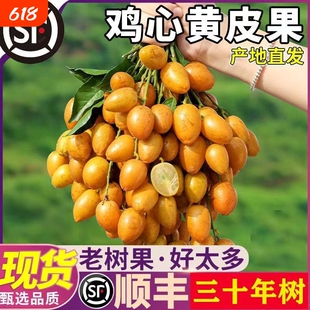 【顺丰包邮】鸡心贵妃黄皮果新鲜现摘孕妇大果整箱黑黄皮酸甜水果