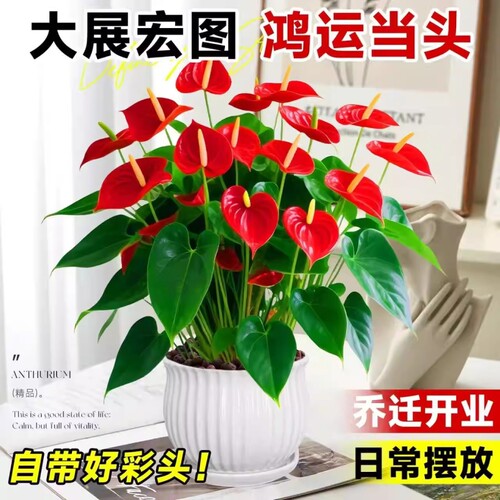 大号红掌水培盆栽带花大叶大花客厅绿植室内好养植物办公室桌面花