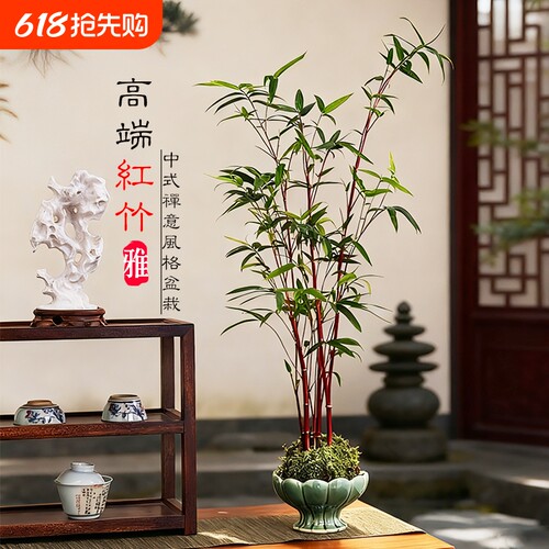 红竹苔藓球水培盆景|超1万次加购