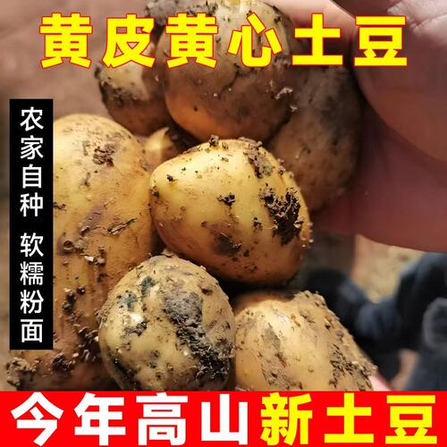 贵州新鲜大土豆黄皮黄心