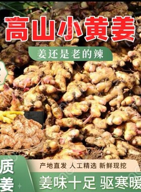 贵州正宗黄姜老姜新鲜现挖农家原