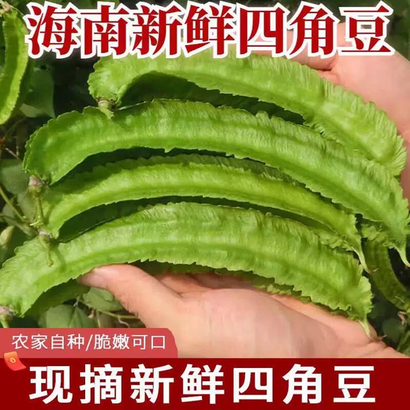 【净重包邮】海南四棱豆四角豆龙角豆新鲜到家蔬菜皇帝豆三亚特产