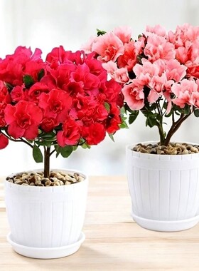 四季杜鹃花盆栽带花苞红杜鹃花树苗老桩长寿花卉室内客厅植物阳台