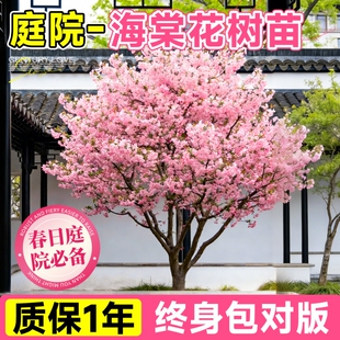 海棠树苗庭院地栽西府老桩垂丝海棠盆栽果树大花重瓣室外开花 四季
