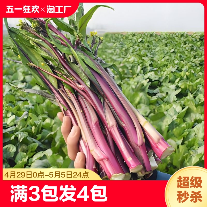 红菜苔蔬菜种子菜心十月红紫菜苔红菜苔家庭种植四季阳台庭院易播