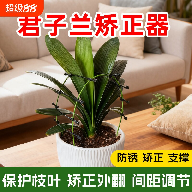 君子兰专用矫正花架定型图片