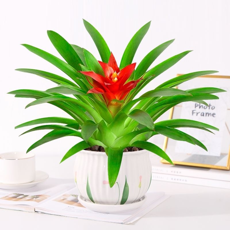 小红星鸿运当头桌面盆栽带花苞净化空气四季开花摆放阳台观叶白掌