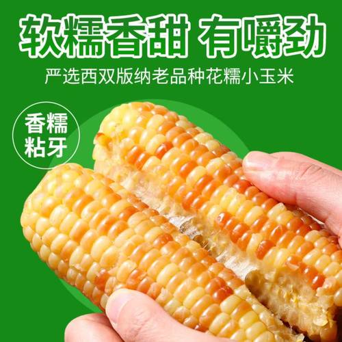 西双版纳香糯小玉米苞谷粘玉米真空包装即食花糯玉米棒甜糯早餐